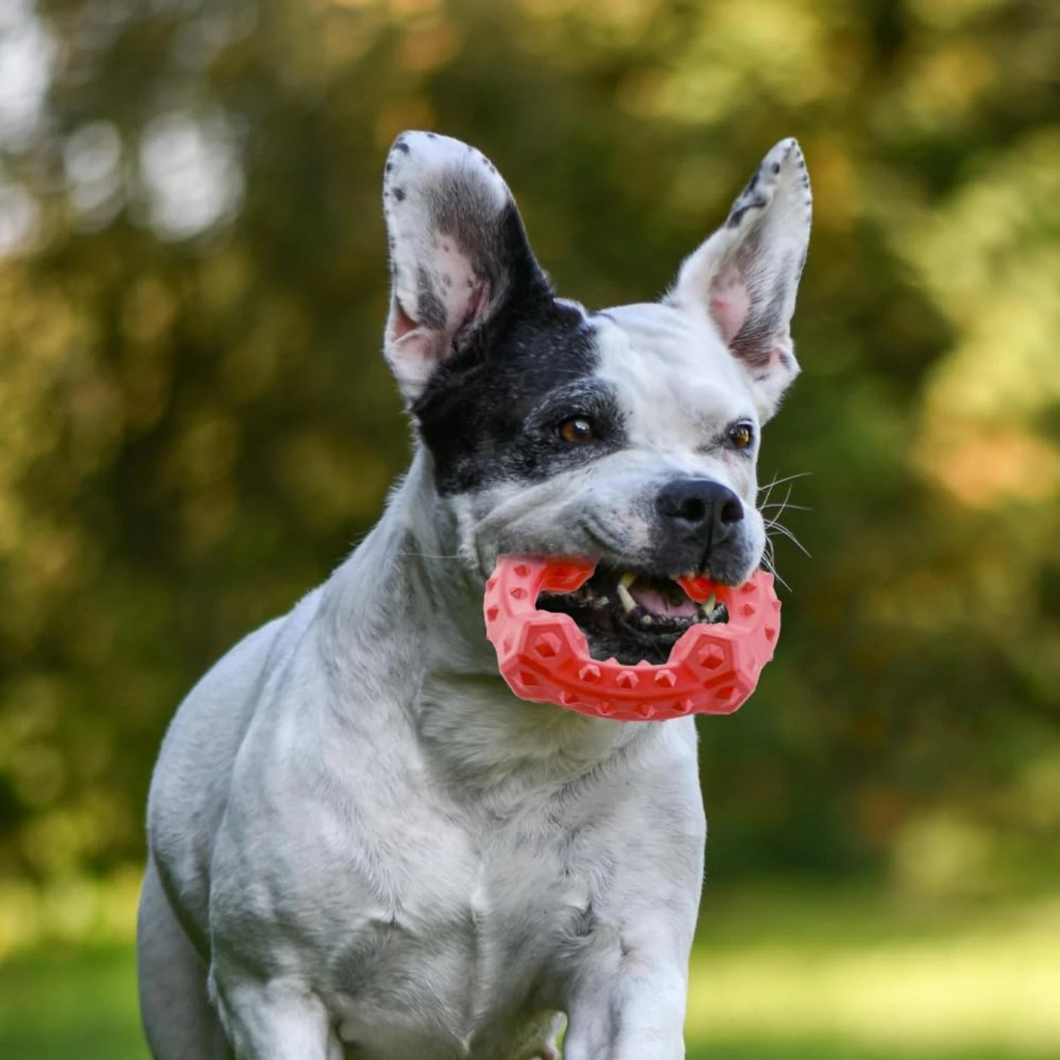 Interactive, Fun Green Beef Dental Chew Toy - High-Quality, Delicious - Excellent Oral Hygiene for Medium to Large Dogs - Promot